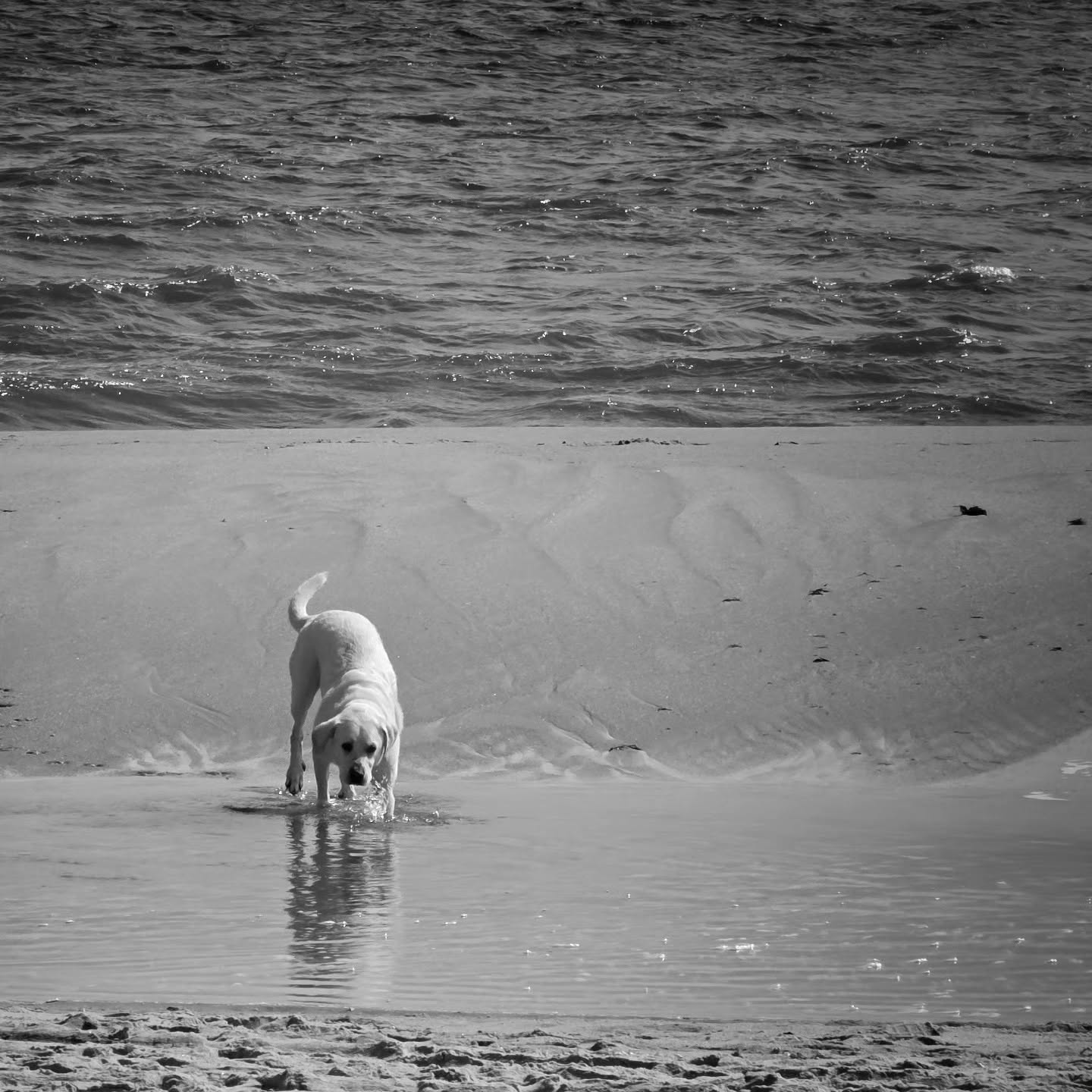 A pale Labrador splashes through a tidal pool, its reflection trailing beneath it on the wet sand.
