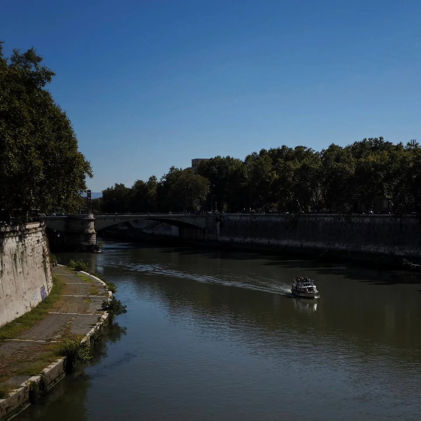 A tour boat cuts a wake along the Tiber beneath plane trees and a stone bridge on a clear blue day.